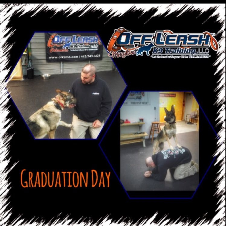 Off Leash K9 Training Maryland Image