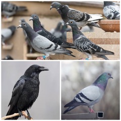 Galerie-Thumbnail