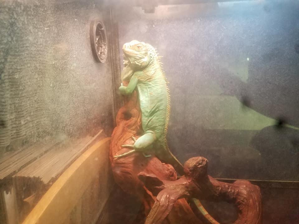 Melo's Reptile Sanctuary aims to find a reptile, no matter how big or how small, a new home where it will be loved till the end of its days.
