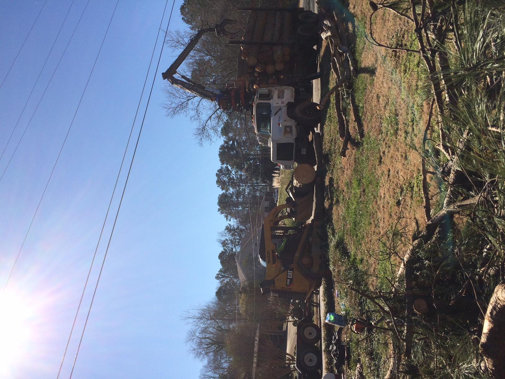 TreeDog Atlanta Services LLC Image