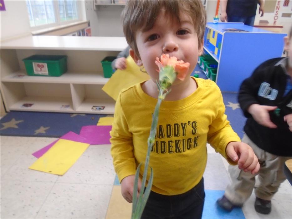 Sensory Exploration!! This is our toddler Carter smelling a fresh cut flower during our Plants and Garden theme!