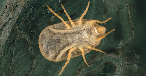 NJ Pest Control Image