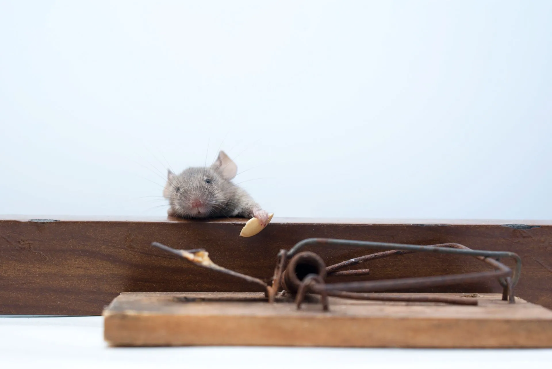 Rodent Control