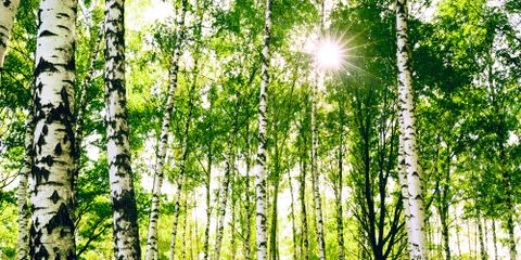 Your Birch Tree Maintenance Guide
