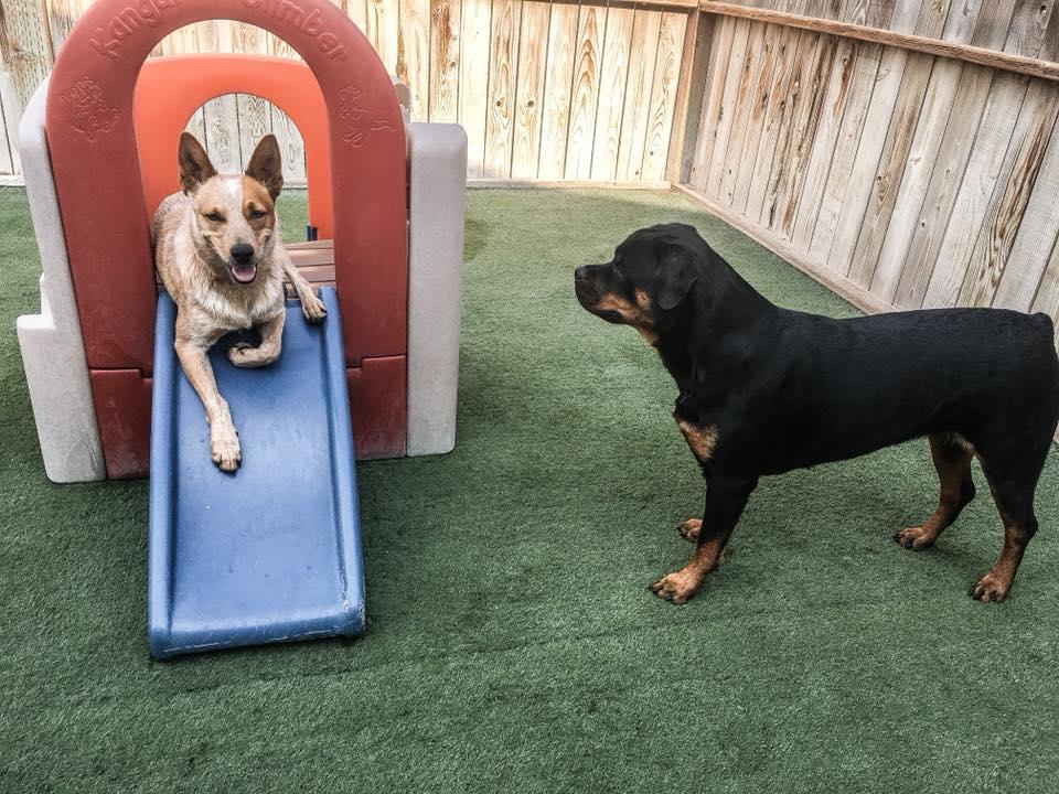 Bark City Doggy Daycare Photo