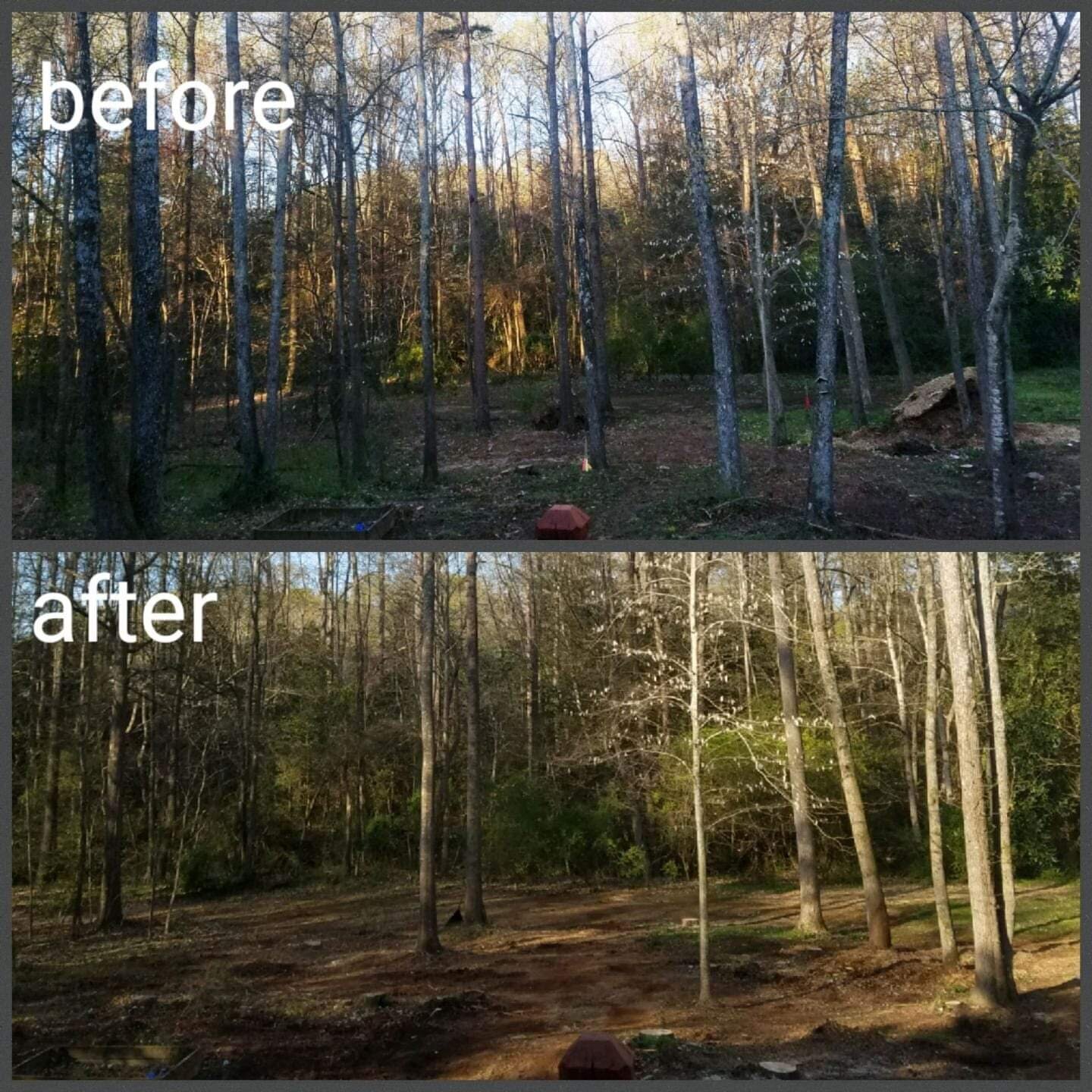 ALPHA TREE CARE LLC Image