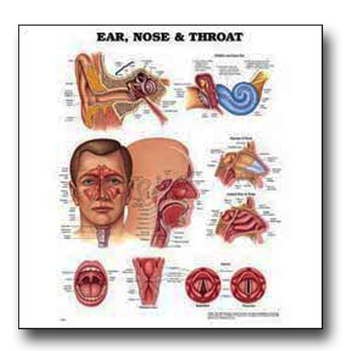EAR NOSE THROAT Specialty and Aesthetic Revival at TAEL LASER CENTER, LLC Photo