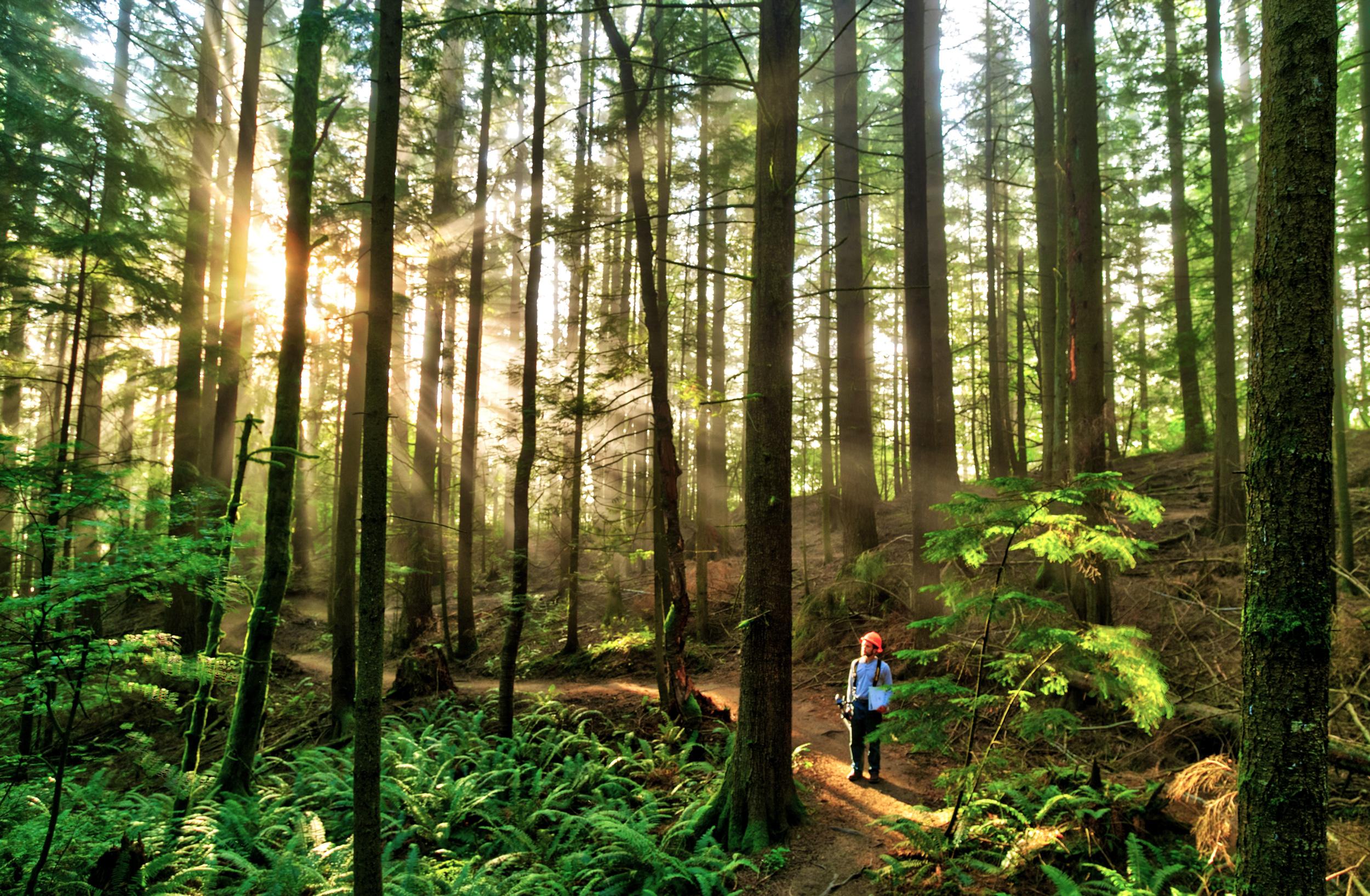 Janicki Logging & Construction Image