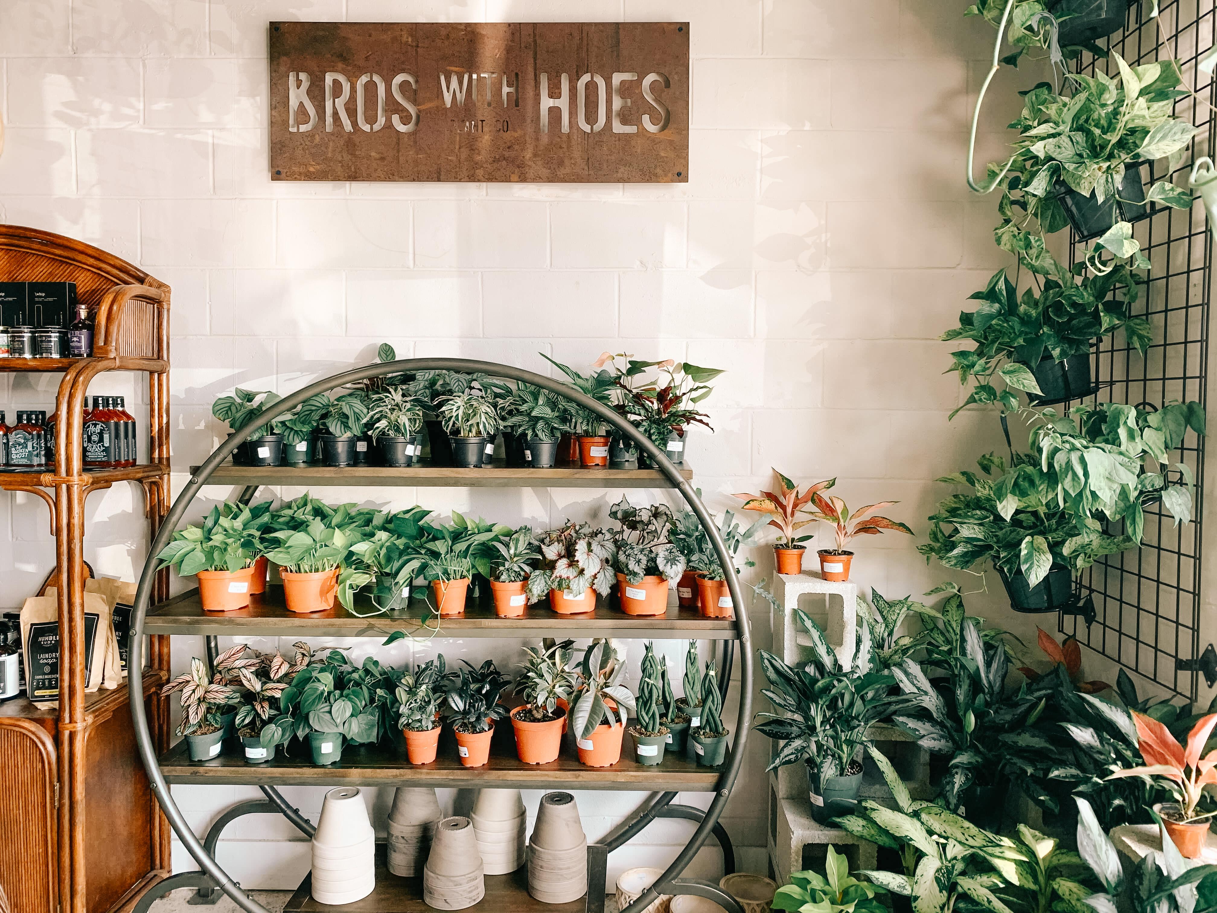 Jungle Room by BWH Plant Co Image