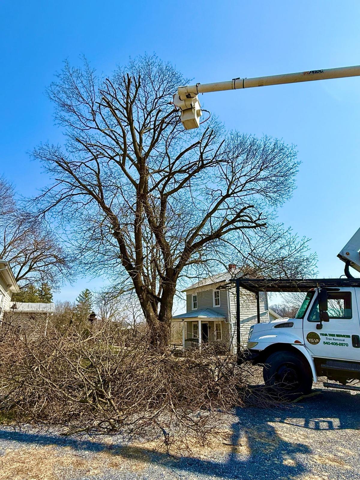 Y & VA TREE SERVICES LLC Image