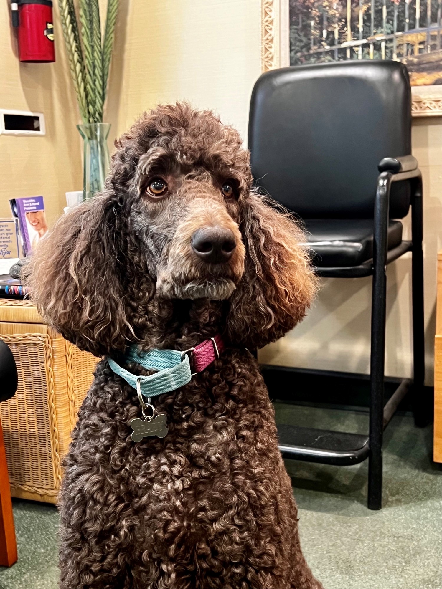 Our therapy dog at Dr. Martin Grossman, DC - Coral Gables Chiropractic Centre