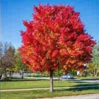 Trees