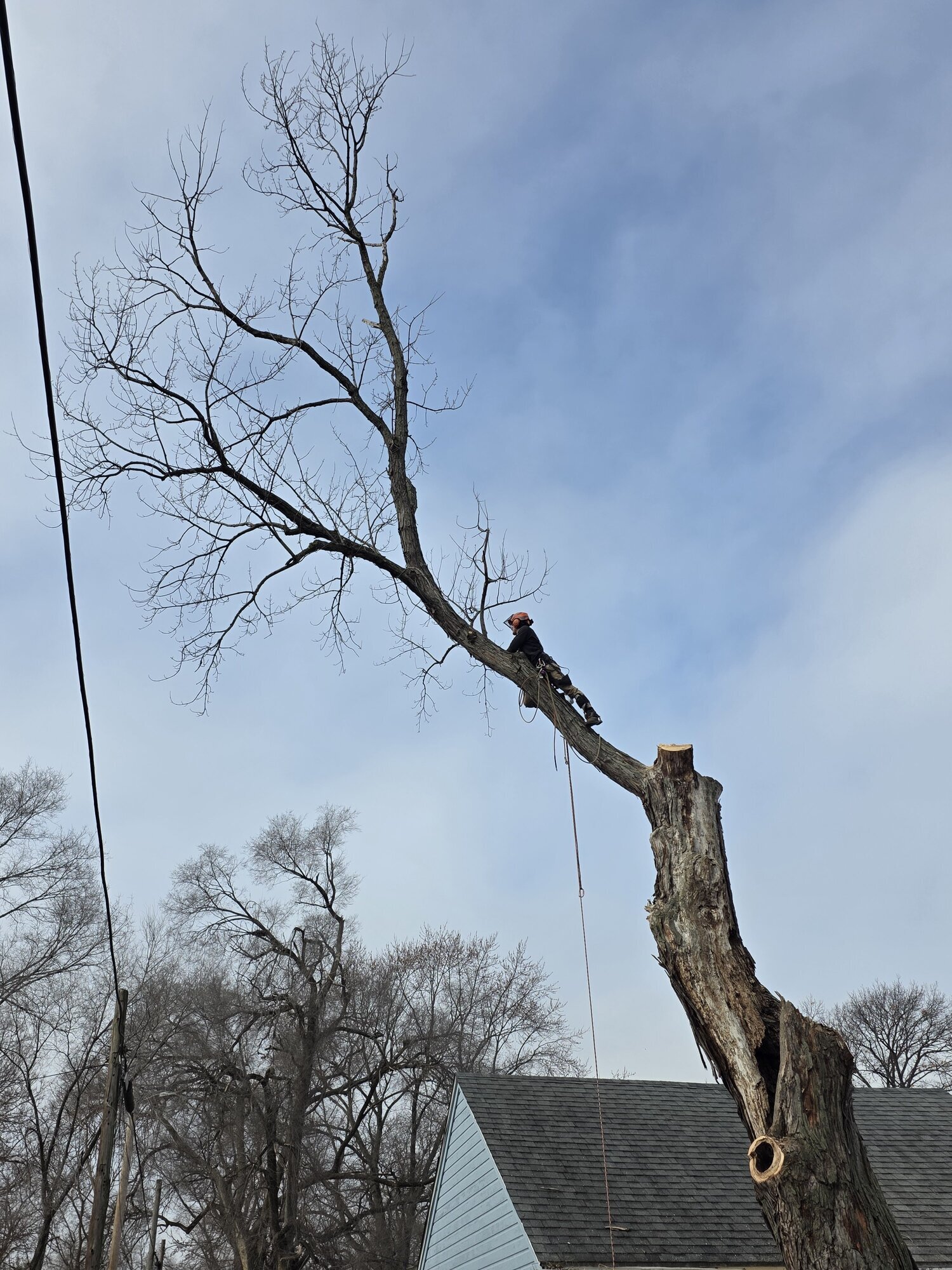 Arborist, LLC Image