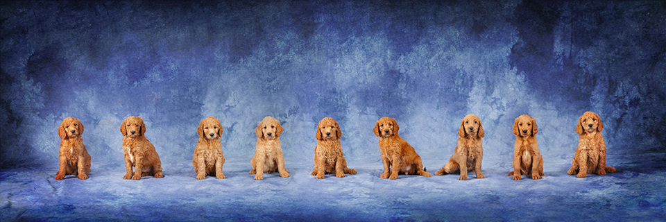 Glorias Goldendoodles Photo