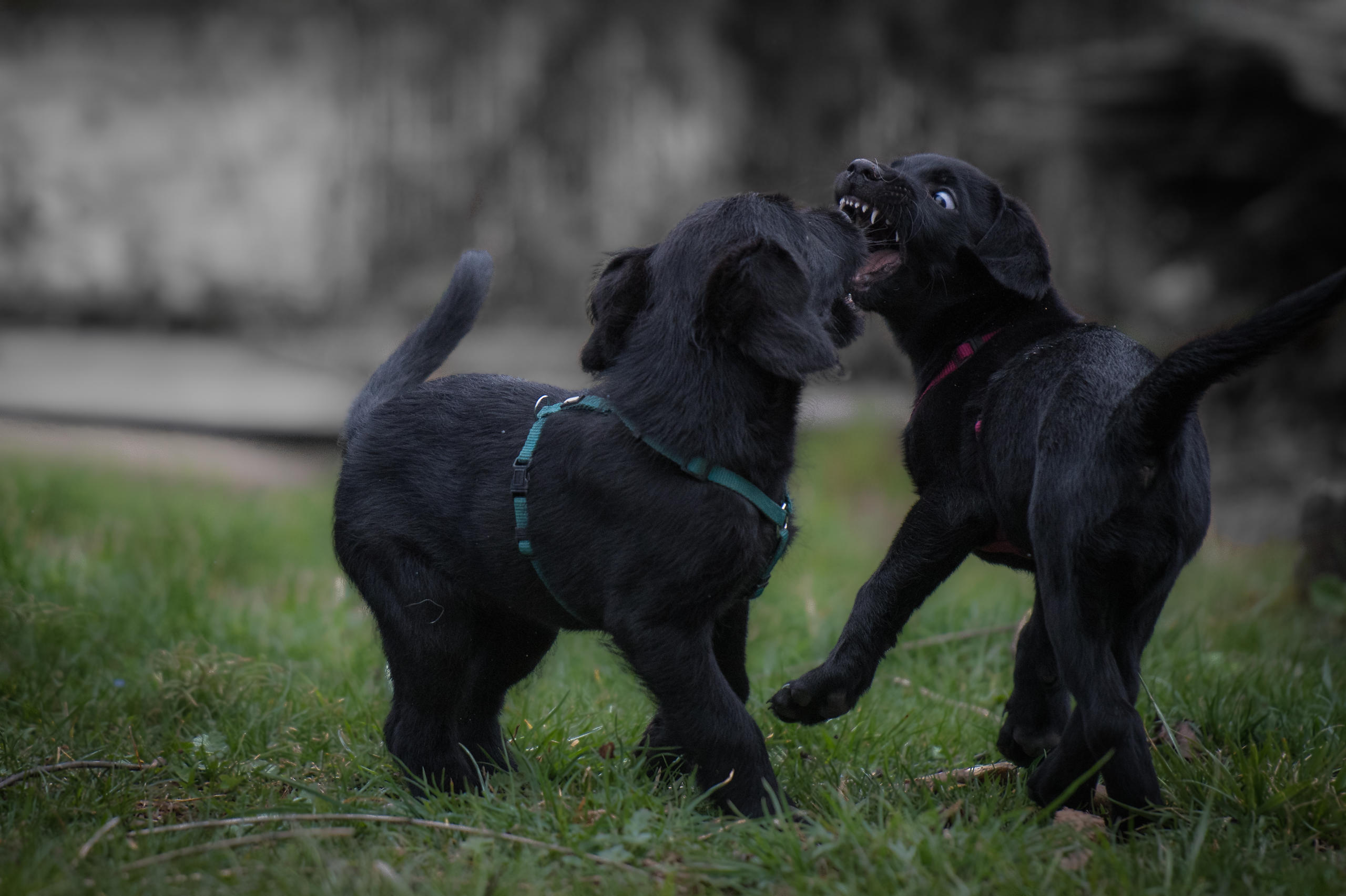 Bilder BELLE VITA - Balance & Harmonie für Deinen Hund