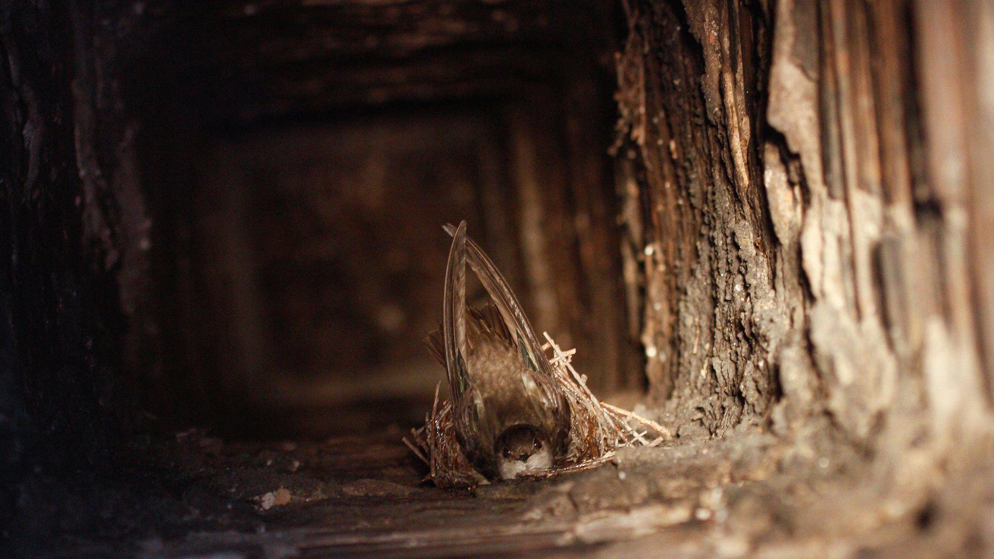 Birds living in the chimney! We'll find them with our home inspection!