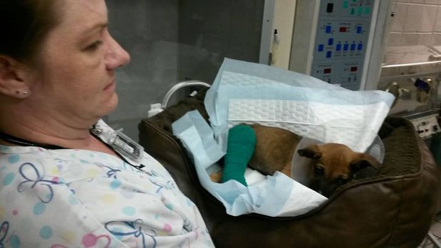 Images Veterinary Emergency Service