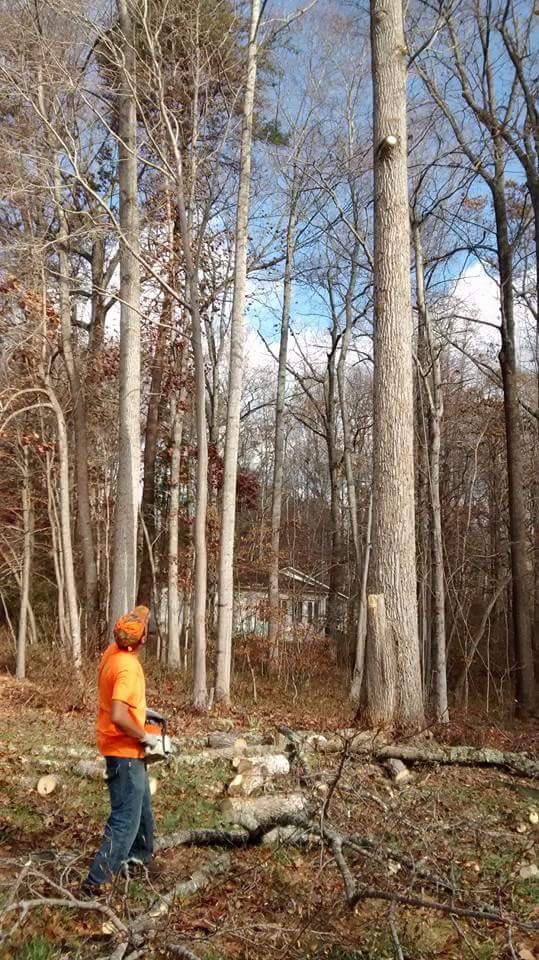 Nature Boyz Tree Service Logo