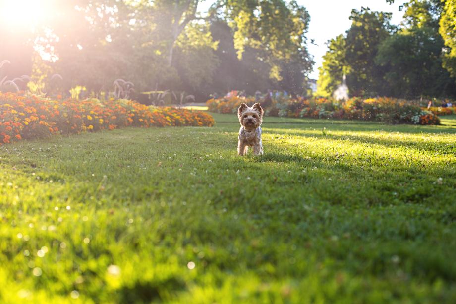 Your furry family members will love the open space at Metro Walk