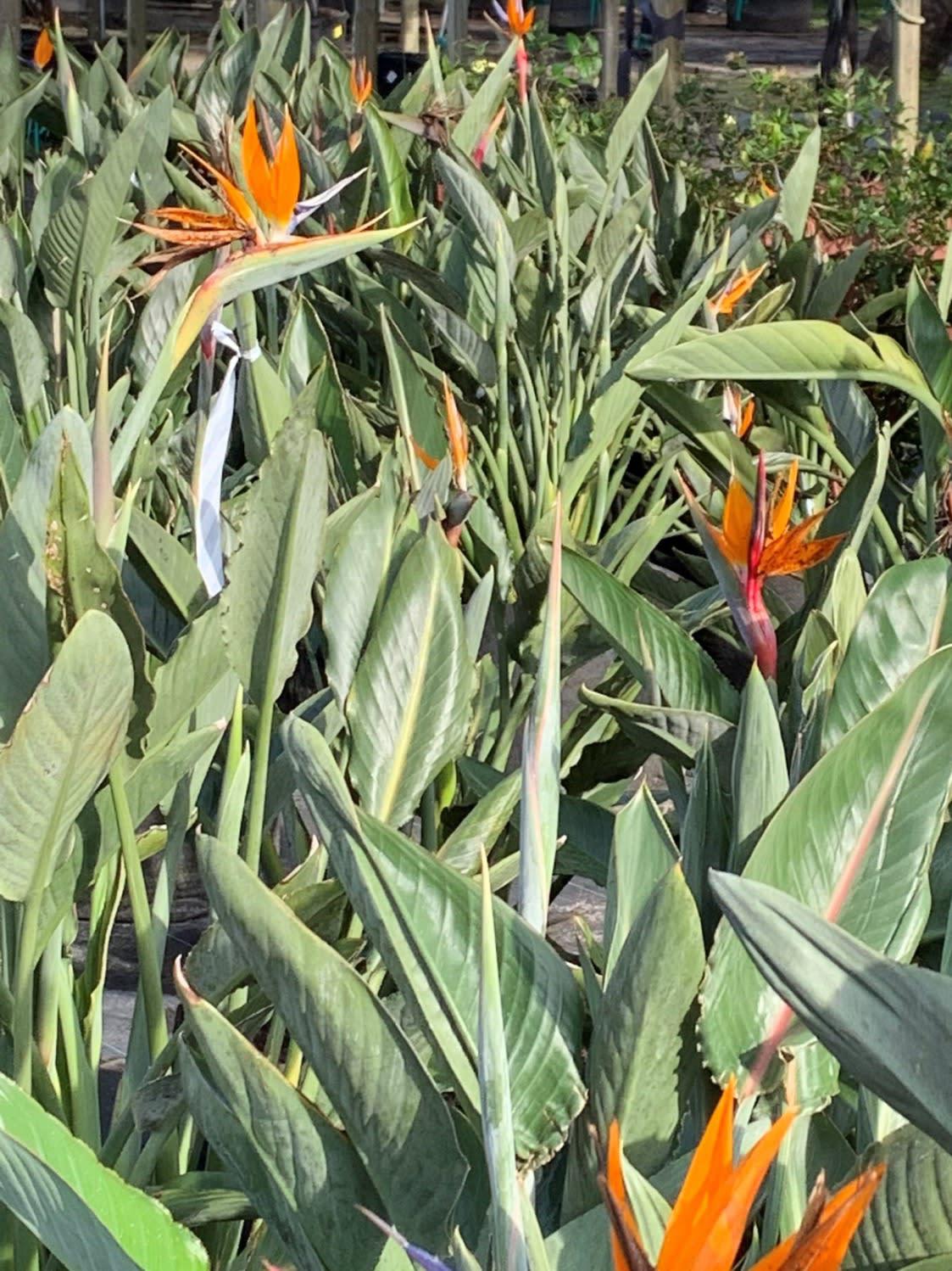 Unique Plants and Palms Photo