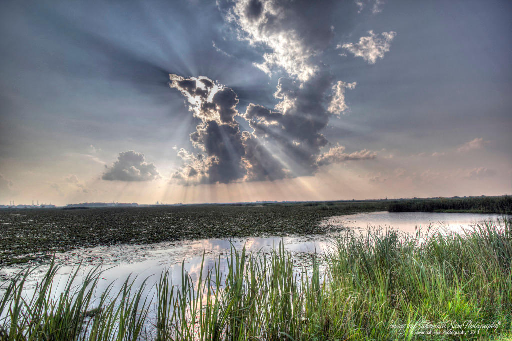 Savannah Sam Photography & Coastal Art