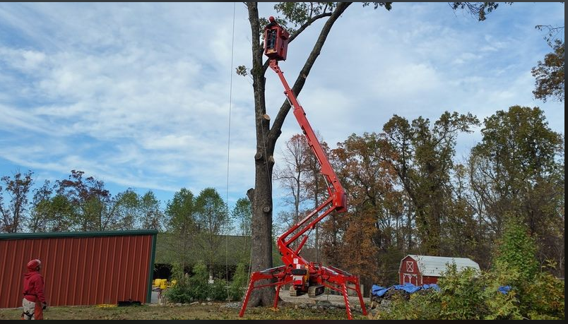 Accurate Tree Service & Stump Grinding, LLC Photo