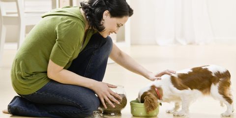 3 Pet Care Tips for Your New Puppy