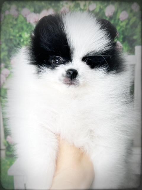 Belle House Pomeranians Image