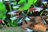 FloridaPets Image