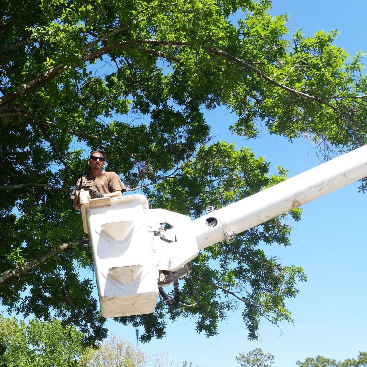 Chip's Tree Service Photo