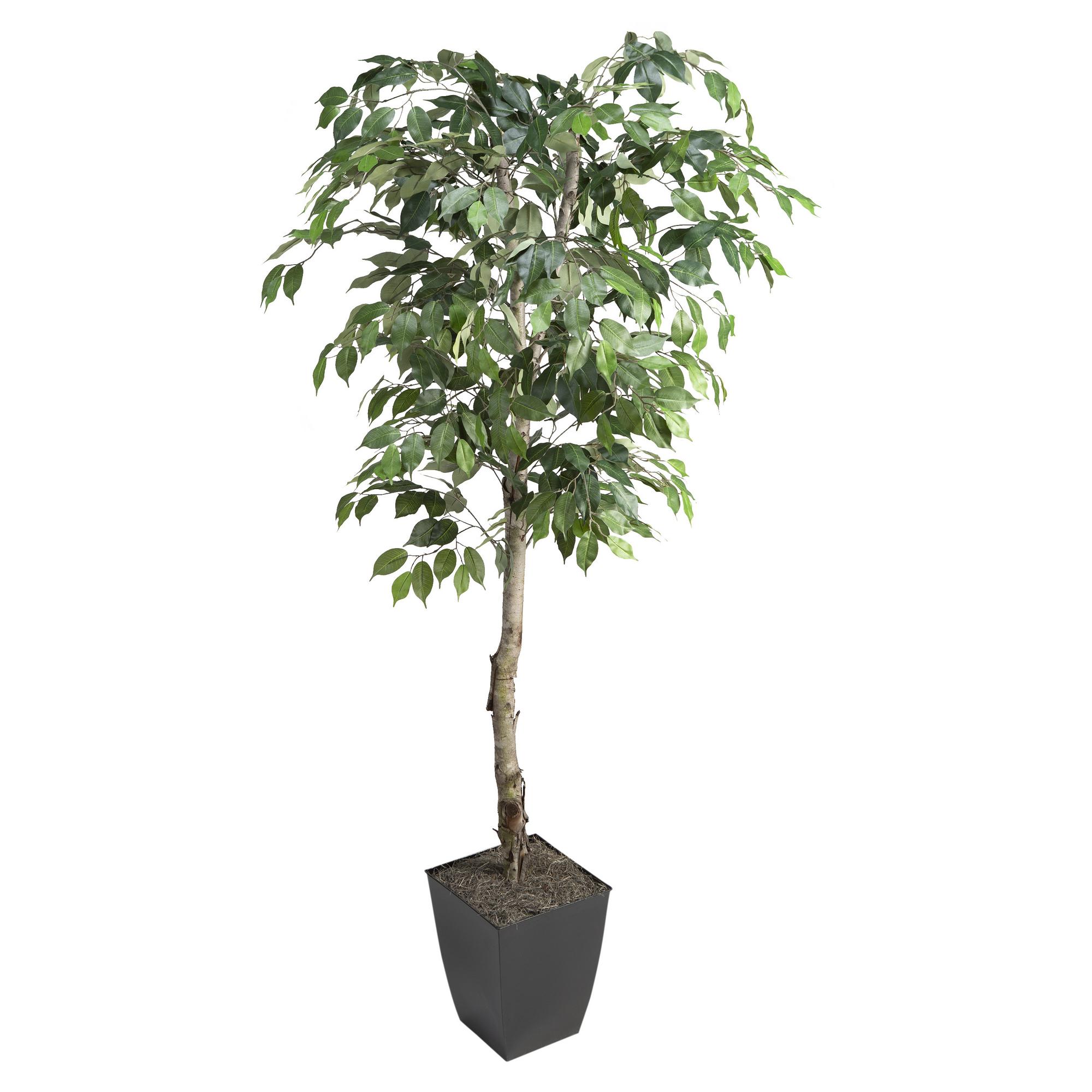 6' Ficus Tree in Cardinal Planter