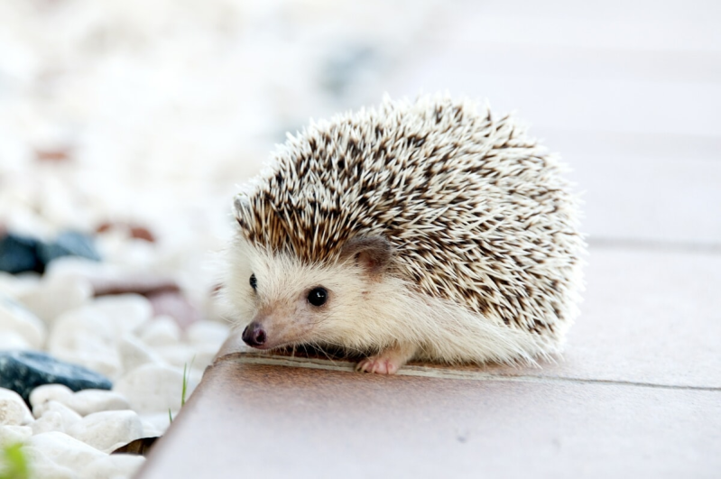 Gallery thumbnail