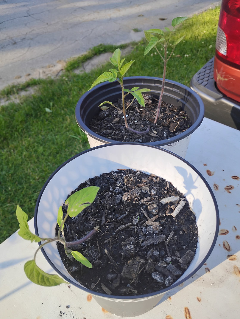 Compost
