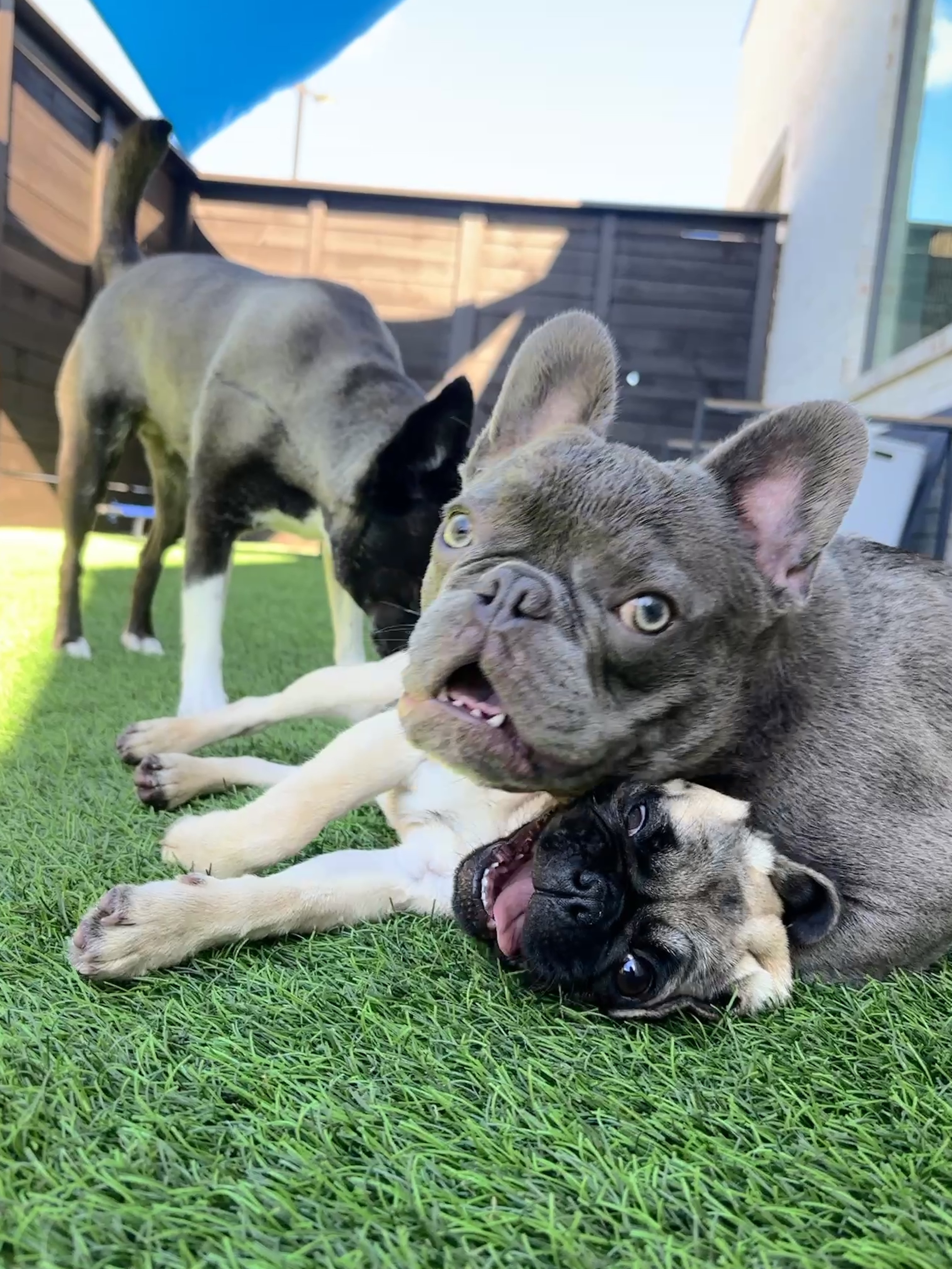 Doggy Daycare 