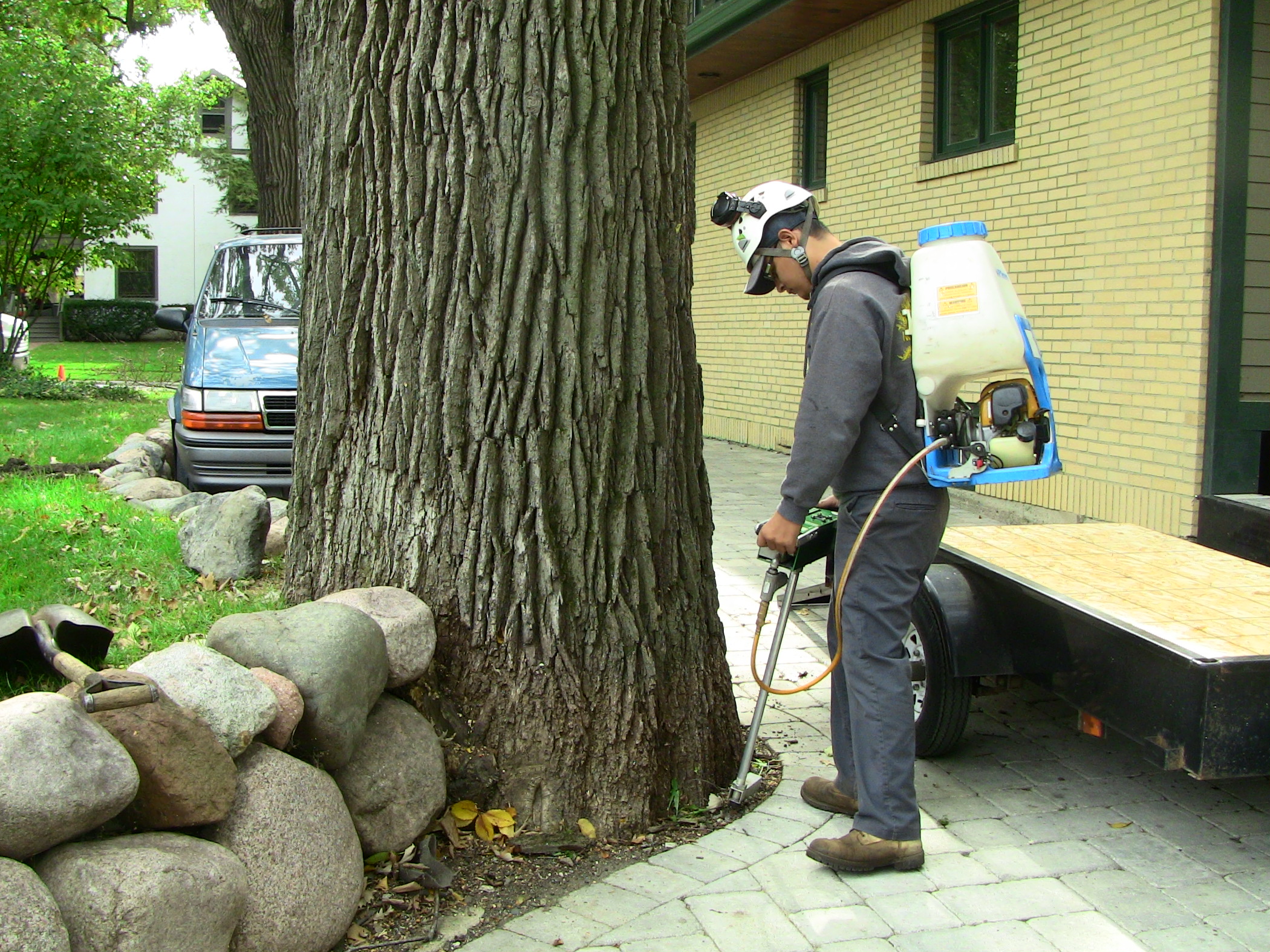 Urban Arborist Photo