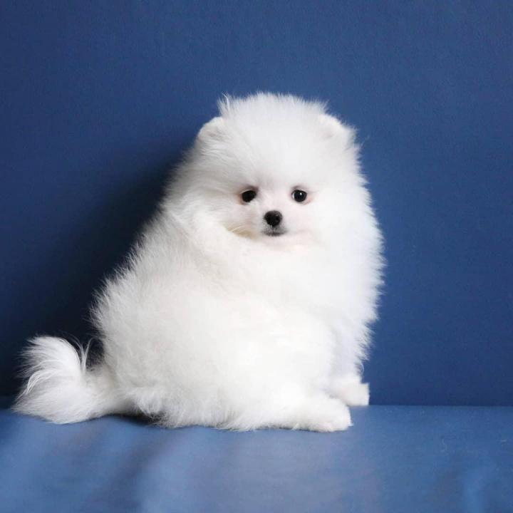 Pomeranian Puppies Miami