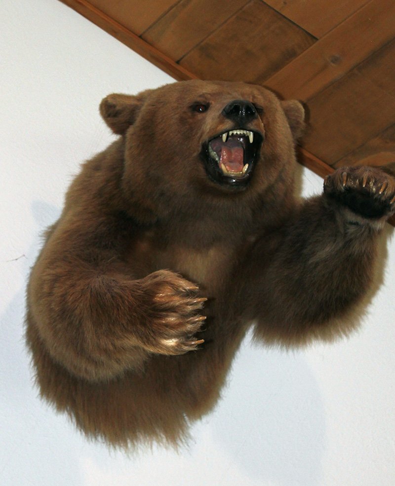 American Wild Life Taxidermy Photo