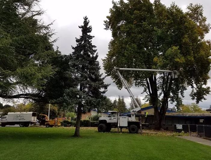 Mike's Tree Service Image