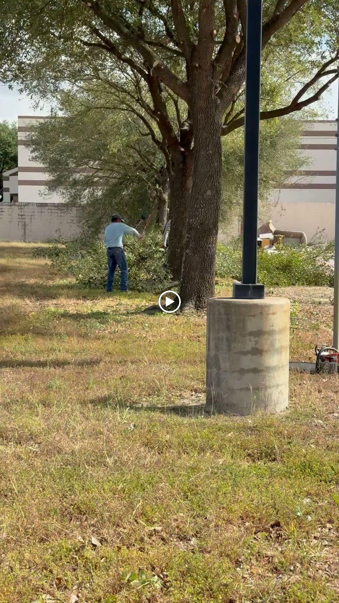 JJ Garcia Professional Tree Service Image