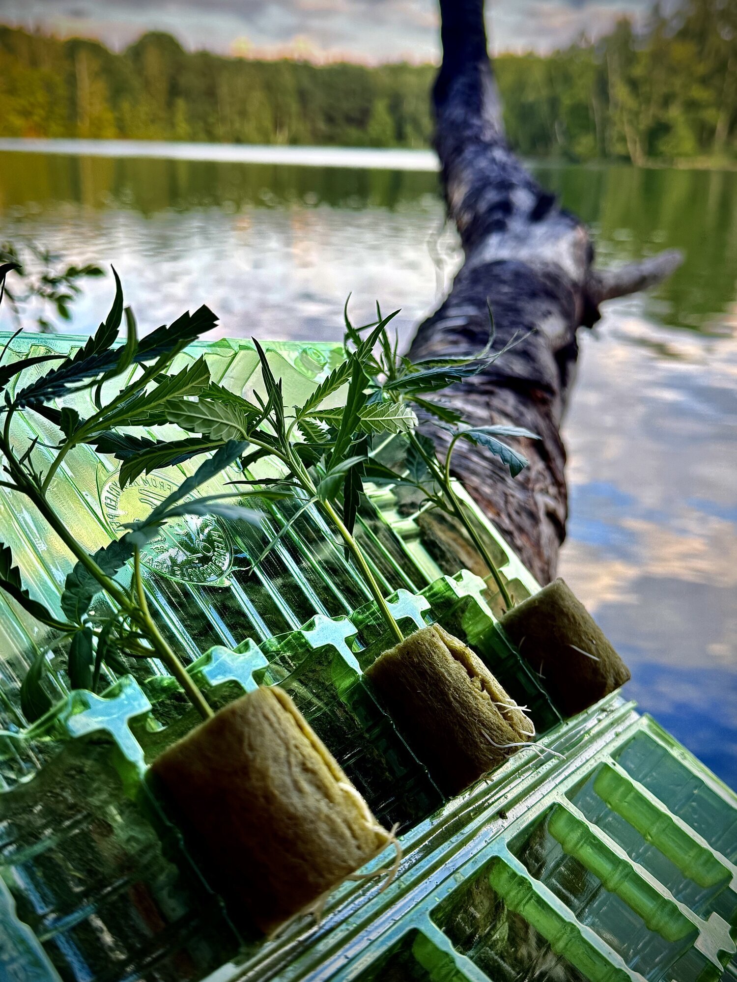 Galerie-Thumbnail