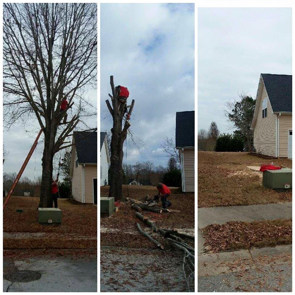 ALPHA TREE CARE LLC Image