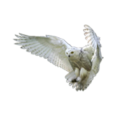 White Owl Construction L.L.C Logo