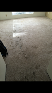 Best Carpet Care Photo