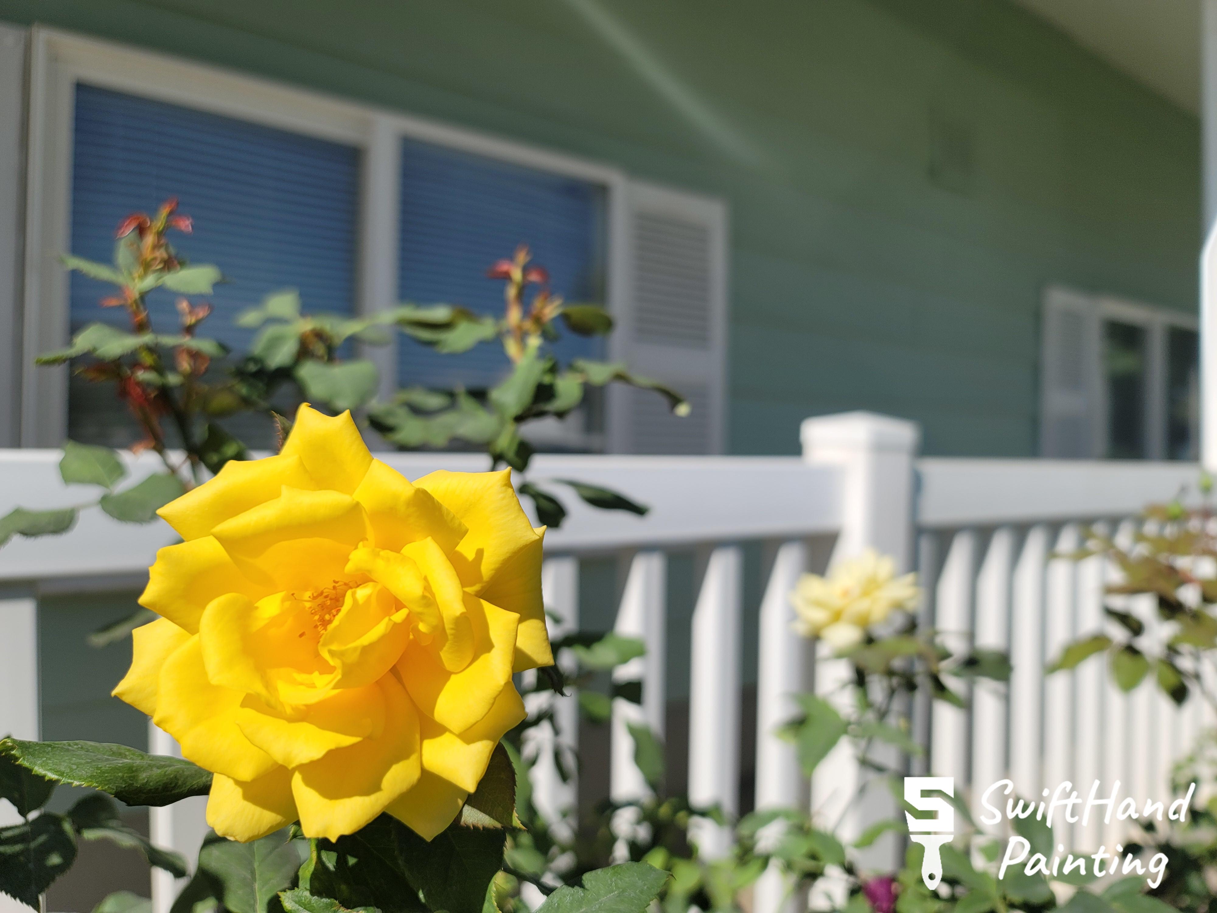 SwiftHand Painting Image