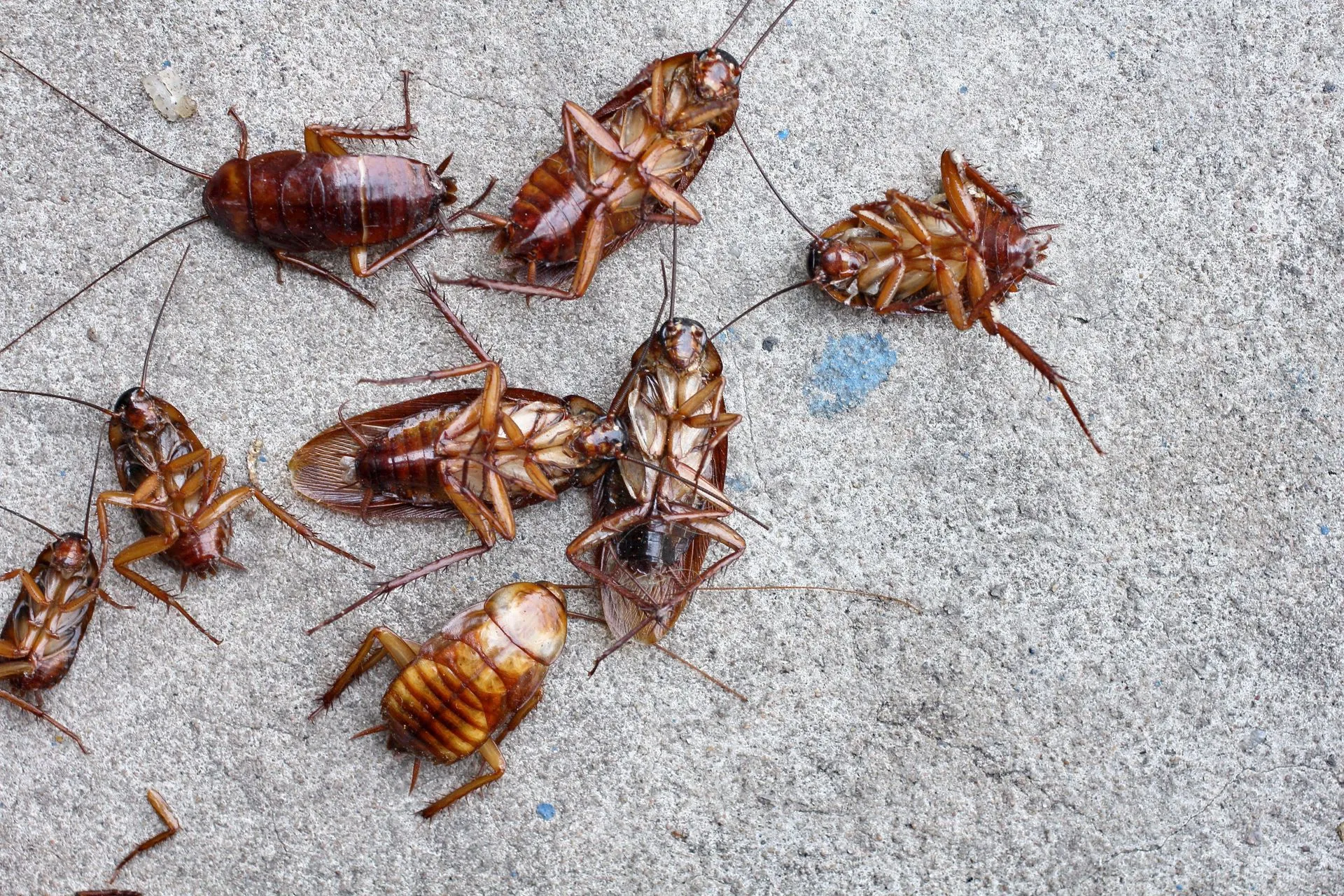 Cockroach Pest Control