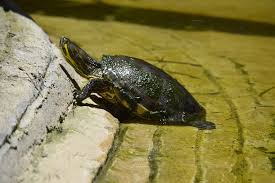 Turtle Dock