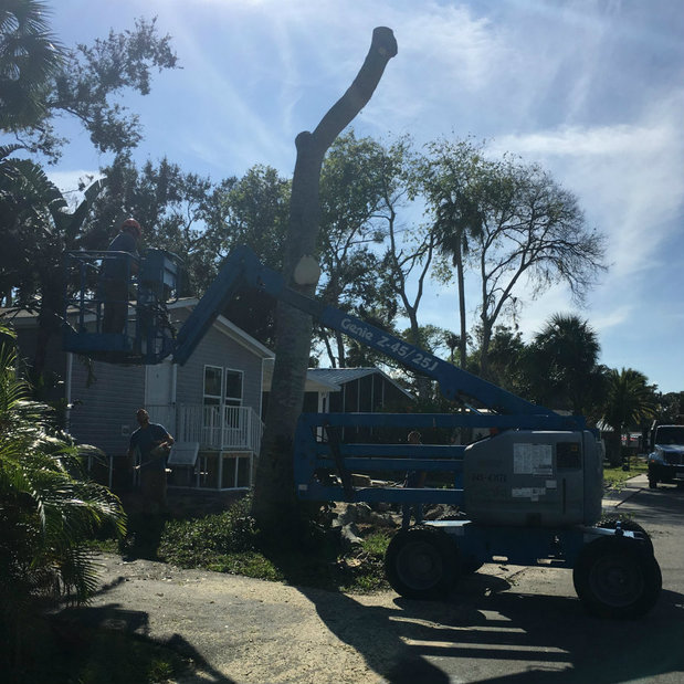 Images Aardvark Tree Services, LLC