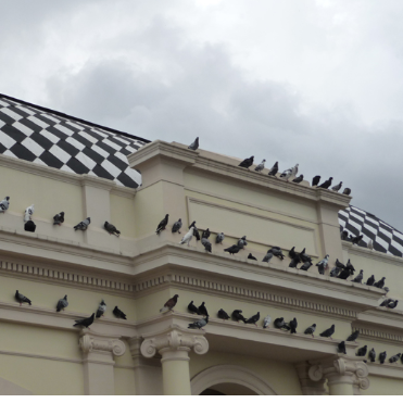 BIRDXPERT.com