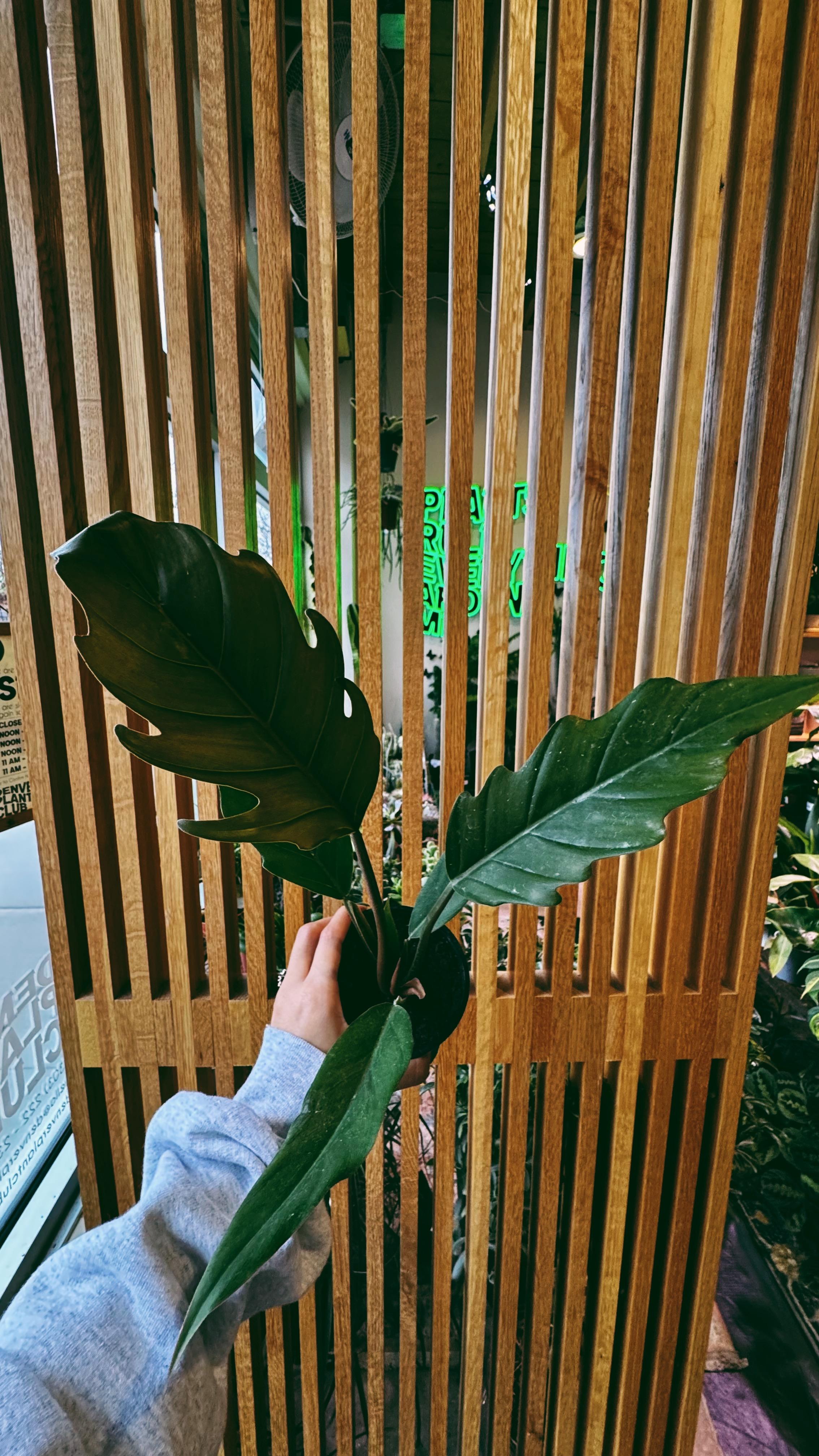 Denver Plant Club Image