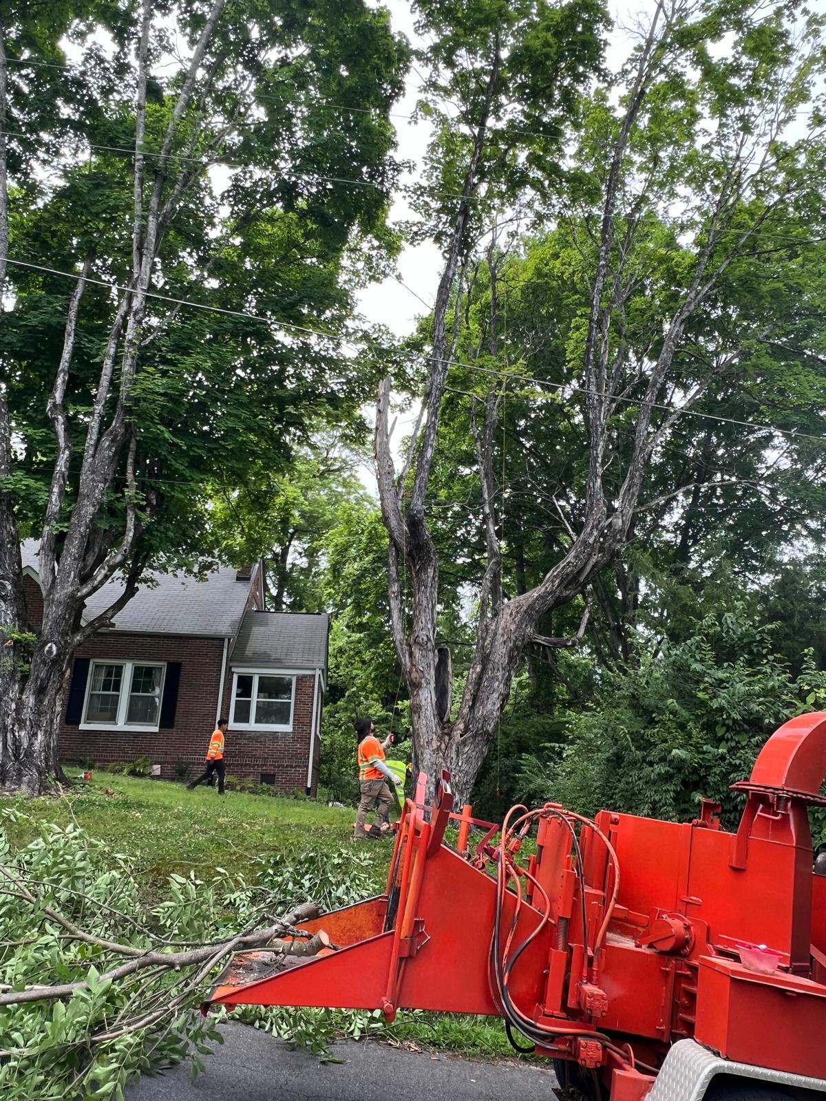 Z&M Tree Service TN Image